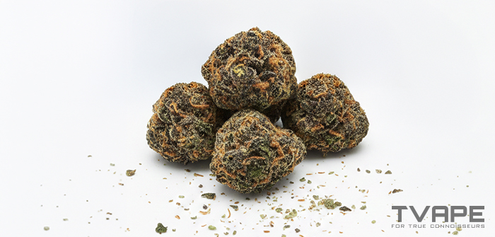 Cookies cannabis strain: a close-up view