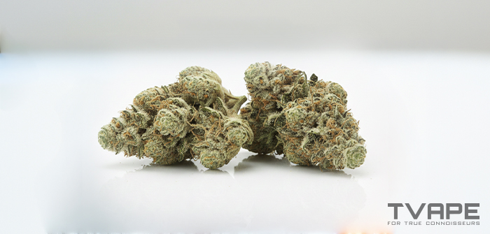 Haze cannabis strain: a close-up view