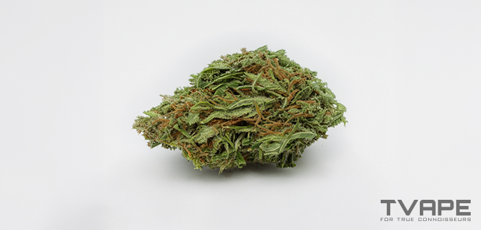 Sativa cannabis strain: a close-up view