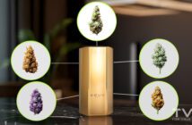 Beginner’s Guide to Weed Strains: Types, Families, and How to Choose the Right One